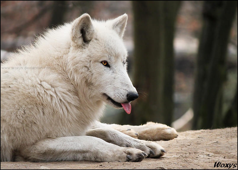 Белый жалко. Грустный белый волк. Грустный волк. Волк белый грустно. Печальный волк фото.
