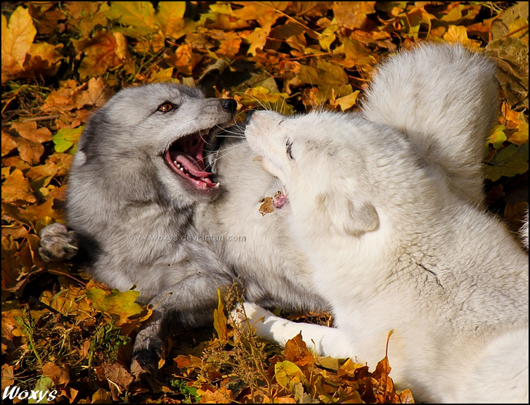 Epic PILLOW fight