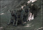 Wolf puppies, welcome