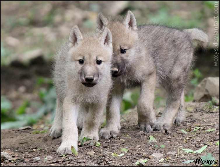 Adorable baby wolves