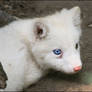 Baby polar fox :3