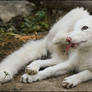 Baby fox: karma strikes back