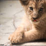 Baby lion