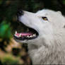 Wolfy can dream