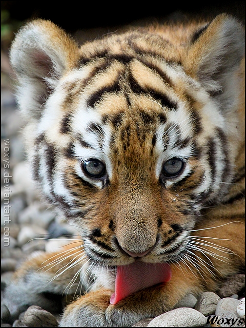 Sweet, sweeter, baby tiger.
