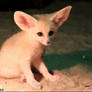 Moment for a baby fennec fox