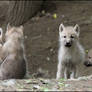 Mafia clan of baby wolves