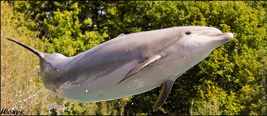 Rare flying forest dolphin??? by woxys