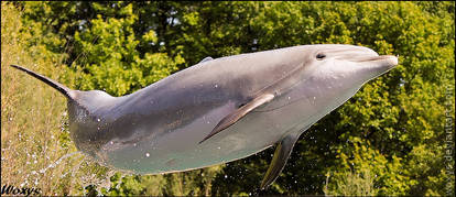 Rare flying forest dolphin???