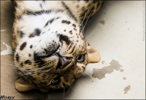 DERP leopard