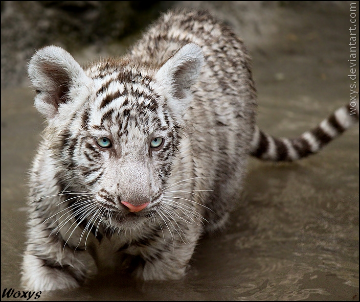 Baby tiger: ready for bath
