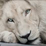 White lion Haldir: look into your soul