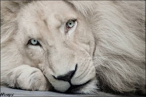 White lion Haldir: look into your soul