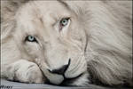White lion Haldir: look into your soul by woxys