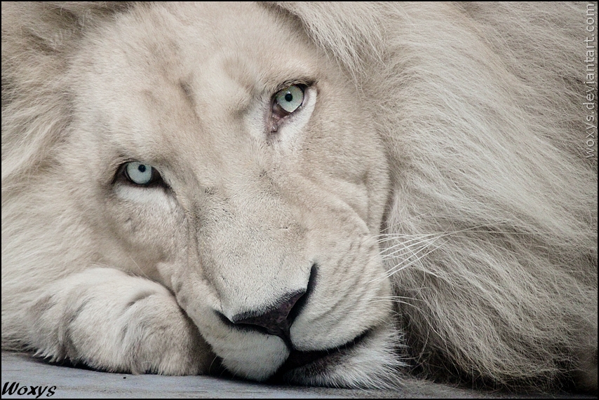 White lion Haldir: look into your soul