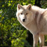 White wolf in green sea of leaves