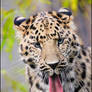 Loook at my AWESOME tongue