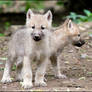 Oh no, wolf pup with two heads?