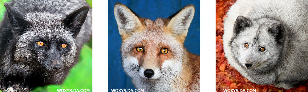 Colourful FOX mug