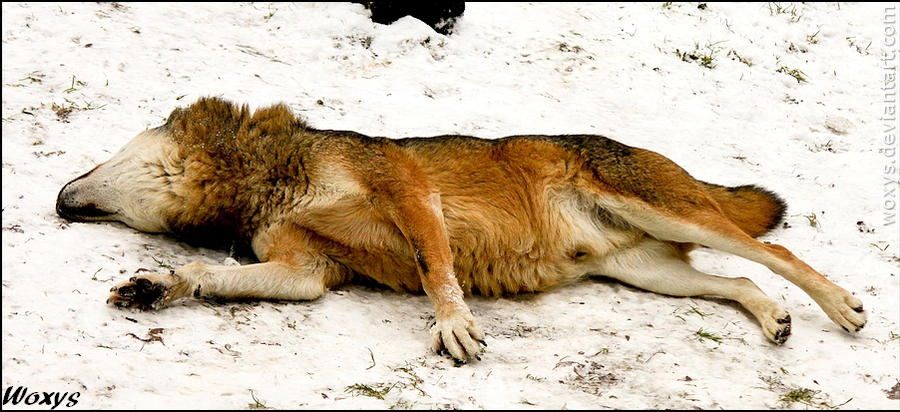 Just a wolf I shot by woxys