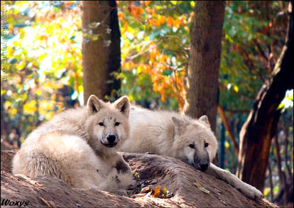 Siesta of wolf pups