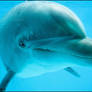 Dolphin: keep smiling!