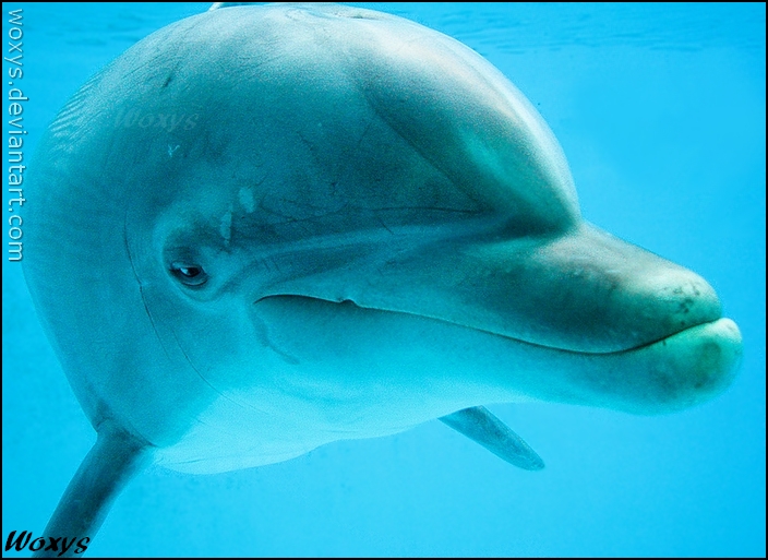 Dolphin: keep smiling!