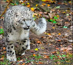 Snow leopard and Realm of colours