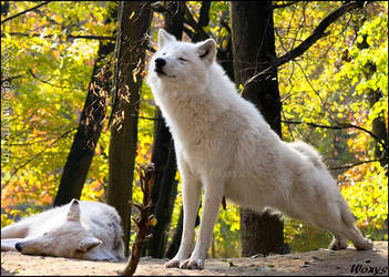 8 out of 10 wolves recommend yoga!