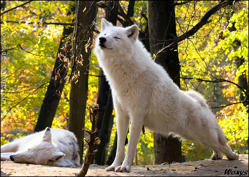 8 out of 10 wolves recommend yoga!