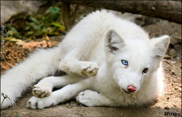 Baby fox and frozen scratch