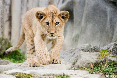 Baby lion: this is the way I go