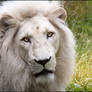 Haldir, mister White