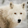 My dream about white