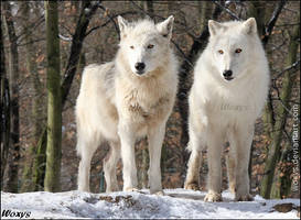 OMG, cuteh wolfs piccie I found