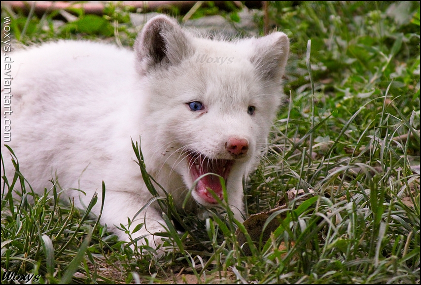 Yay, that grass is amusing!