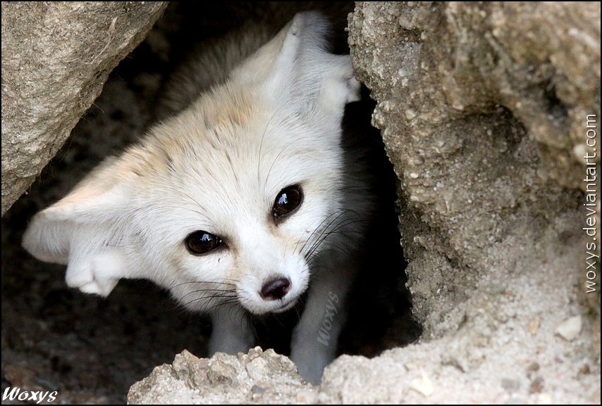 This is my burrow, so get OUT!!!