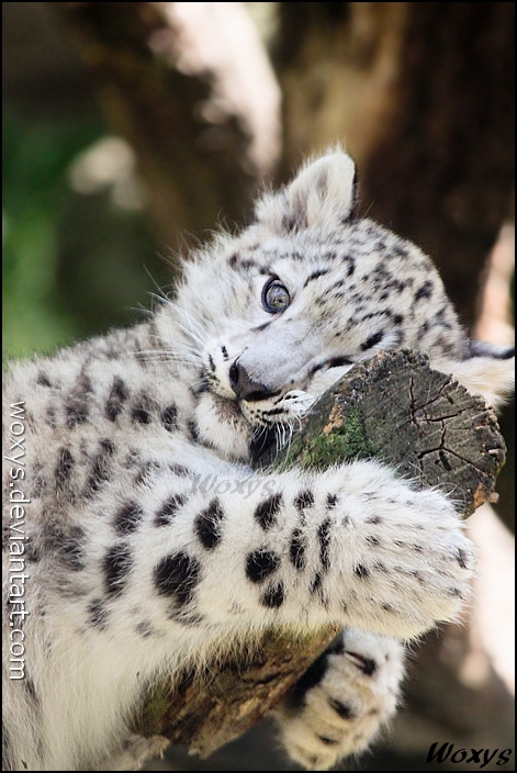 A tree hugger.