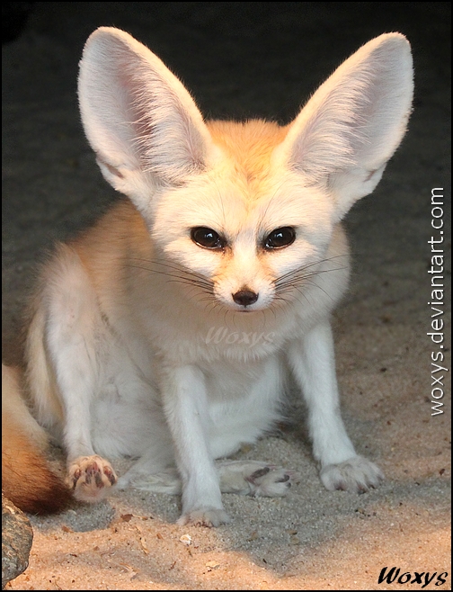 BEWARE of a pissed fennec fox!!!!!!!