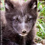 Baby fox :-)
