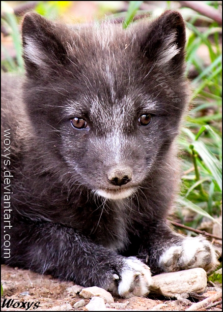 Baby fox :-)