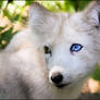 Sapphire eye