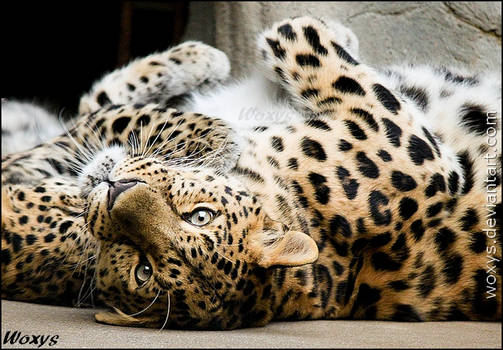 Even big cats have inner kitten