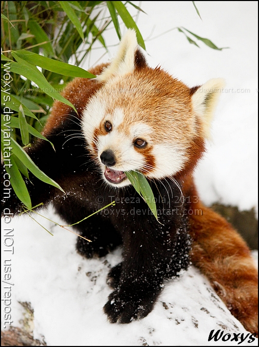 The food is my joy!