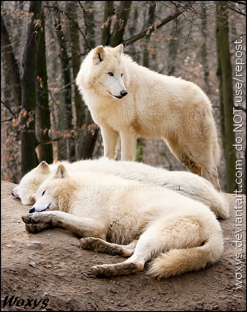 Alpha male and their sweet dreams by woxys on DeviantArt Alpha male and their sweet dreams by woxys on DeviantArt
