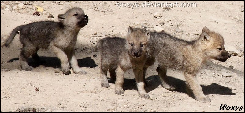 Puppies!