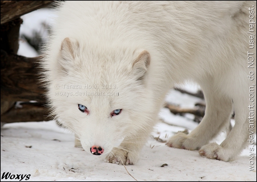 Here comes the fox