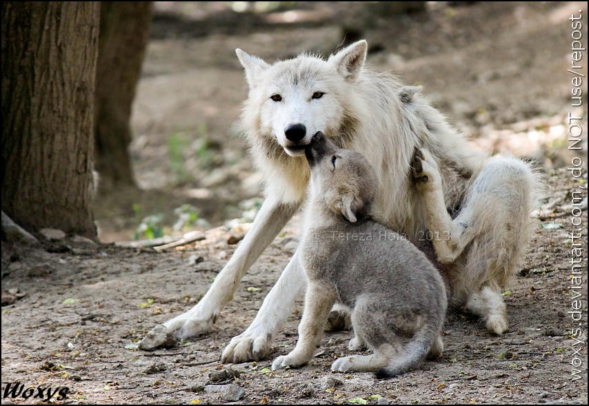 I love you too bro, but let me scratch by woxys