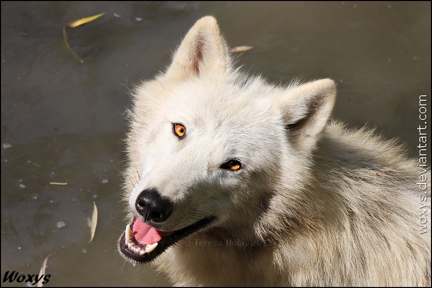 Muddy bath is the best fun EVER! Wanna join me?