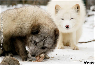 Two foxes and only one rabbit head means a problem